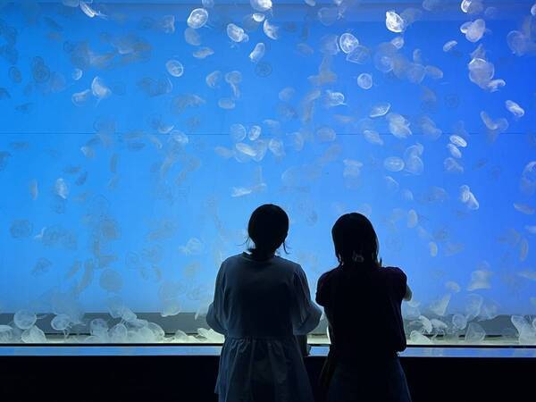 【アクアワールド茨城県大洗水族館】美しき四季とクラゲが織りなす、新しい癒し空間が誕生！ クラゲ大水槽『くらげ３６５』が３月２０日にリニューアルオープン！