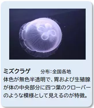 【アクアワールド茨城県大洗水族館】美しき四季とクラゲが織りなす、新しい癒し空間が誕生！ クラゲ大水槽『くらげ３６５』が３月２０日にリニューアルオープン！