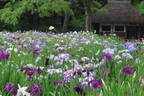 【小石川後楽園】ハナショウブが見頃を迎えたことをお知らせします。優雅な色彩の初夏の庭園、ご観賞はお早めに！