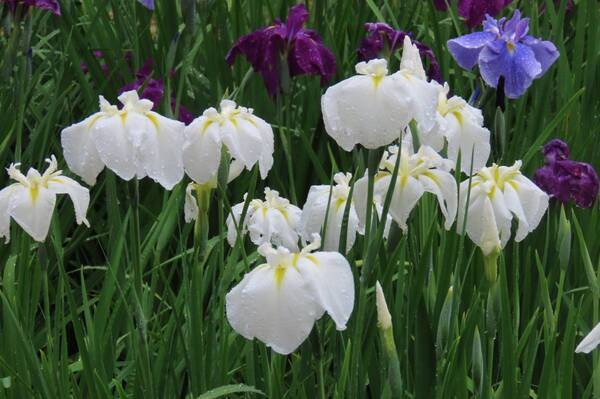 【小石川後楽園】ハナショウブが見頃を迎えたことをお知らせします。優雅な色彩の初夏の庭園、ご観賞はお早めに！
