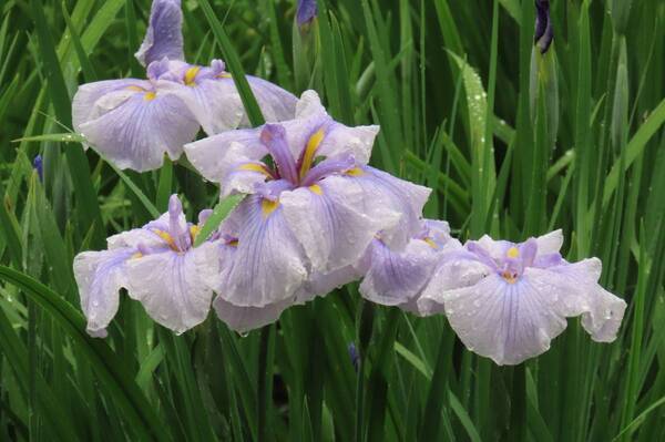 【小石川後楽園】ハナショウブが見頃を迎えたことをお知らせします。優雅な色彩の初夏の庭園、ご観賞はお早めに！