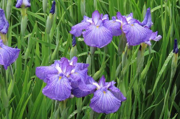 【小石川後楽園】ハナショウブが見頃を迎えたことをお知らせします。優雅な色彩の初夏の庭園、ご観賞はお早めに！