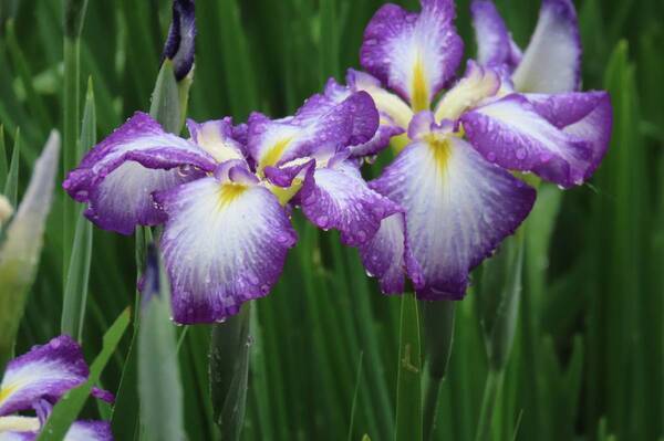 【小石川後楽園】ハナショウブが見頃を迎えたことをお知らせします。優雅な色彩の初夏の庭園、ご観賞はお早めに！