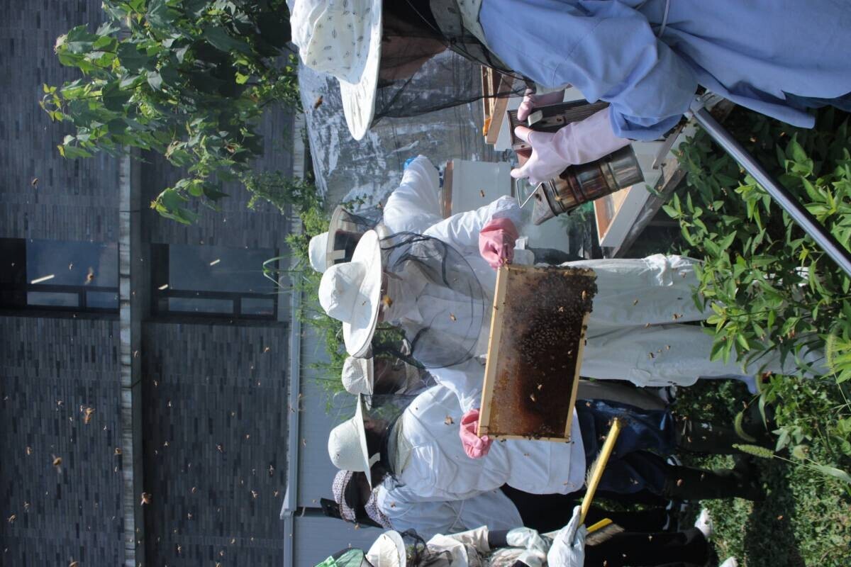 京産大で今年採れたばかりの蜂蜜をたっぷりかけて ひょっこりミツバチさんが可愛い♡期間限定コラボメニュー ラブリーハニーフロート新発売