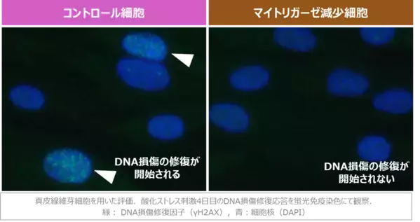 若返りの鍵「マイトリガーゼ」の新知見