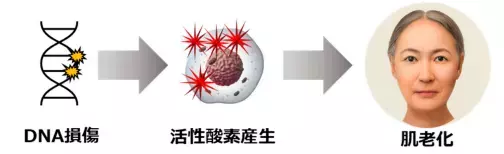 若返りの鍵「マイトリガーゼ」の新知見