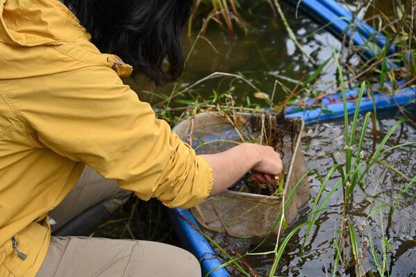 【参加者募集！】3月24日（日）小峰公園でトンボの幼虫（ヤゴ）を観察してみよう！
