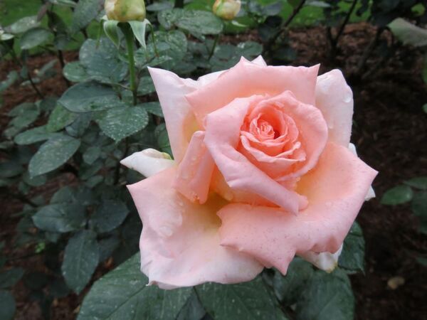 旧古河庭園に咲く見ごろのバラをご紹介！「春のバラフェスティバル」開催中！