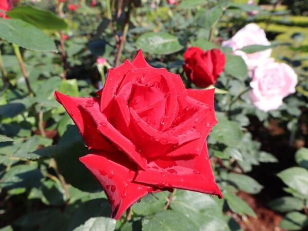 旧古河庭園に咲く見ごろのバラをご紹介！「春のバラフェスティバル」開催中！