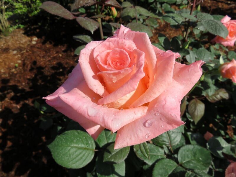 旧古河庭園に咲く見ごろのバラをご紹介！「春のバラフェスティバル」開催中！
