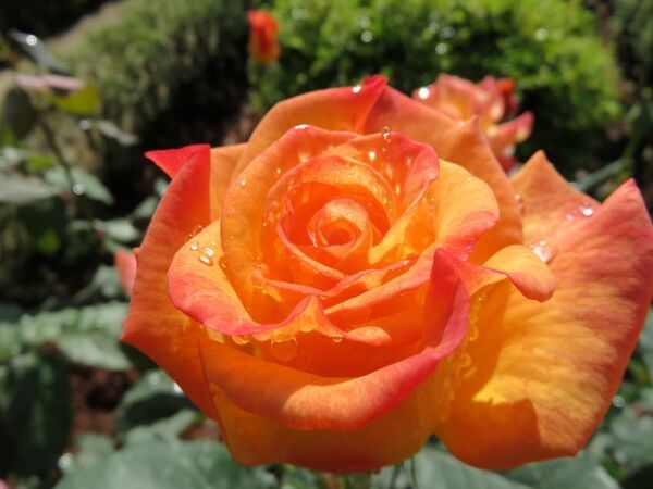 旧古河庭園に咲く見ごろのバラをご紹介！「春のバラフェスティバル」開催中！