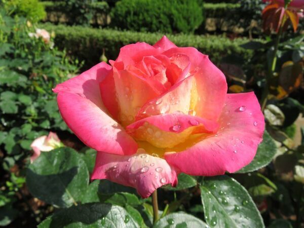 旧古河庭園に咲く見ごろのバラをご紹介！「春のバラフェスティバル」開催中！