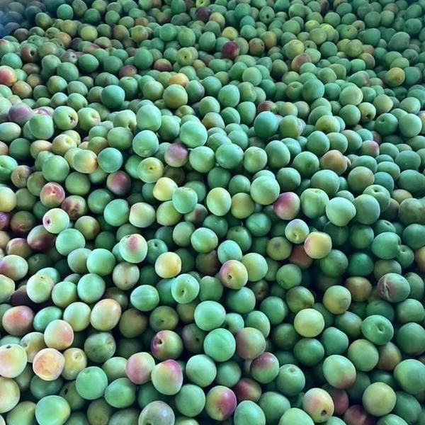 【新酒】希少性の高い梅「紅映」を100％使用した梅酒を新発売！春を思わせる柔らかな口当たりで、お花見やピクニック、大人のリラックスタイムに最適【サンクゼール】