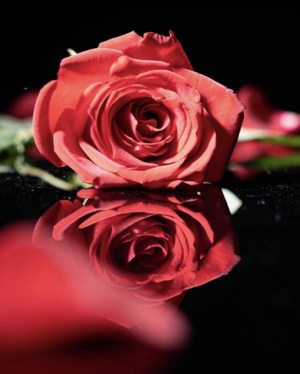 【6/2限定】ローズの日に愛を伝えるプロポーズ・告白応援DAY　銀座店限定開催