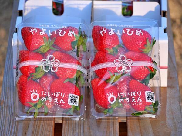 【茨城県鉾田市】お年玉プレゼントキャンペーン！「鉾田市産干しいも」または「鉾田市産いちご」を抽選で合計20名様にプレゼント！応募締切：2024年1月25日（木）