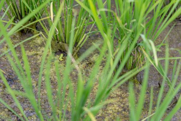 宮城に1人だけ「五ツ星お米マイスター」イチ押し！「忠義さんのササニシキ」の田んぼを訪ねました【ソト活＃8】｜【宮城県・温泉リゾート一の坊】