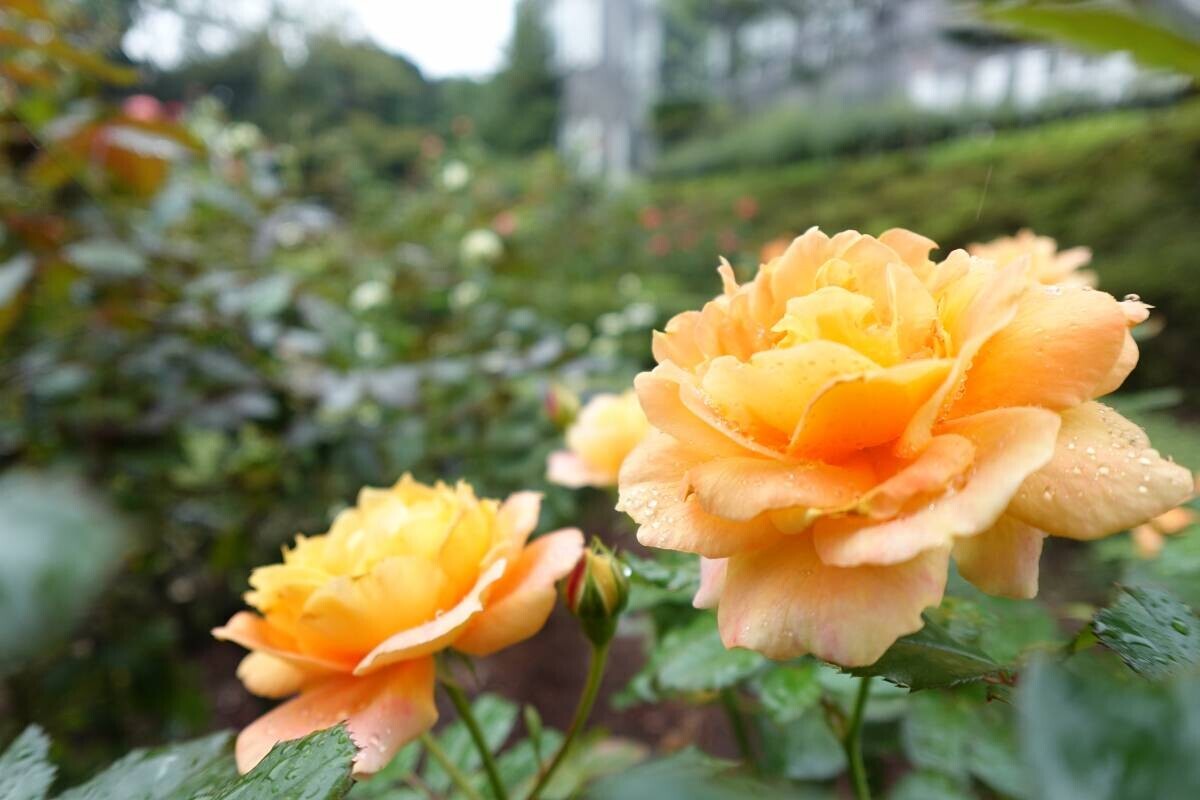 【旧古河庭園】色とりどりの秋バラが見頃を迎えたことをお知らせします ～秋のバラフェスティバルは11月8日(金)まで開催中です！～