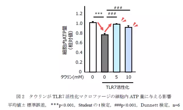タウリンは炎症に伴う免疫細胞へのダメージを軽減する