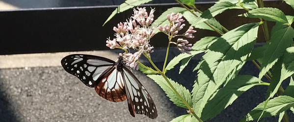 「嵐電沿線フジバカマプロジェクト」 手を取り合って、未来へ繋ぐ生命の花を育む 京都府の絶滅寸前種「フジバカマ」を守り、育てる活動を実施