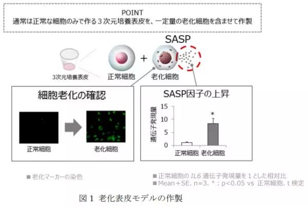 細胞老化が肌のバリア機能に重要な結合型セラミドを減少させる新知見
