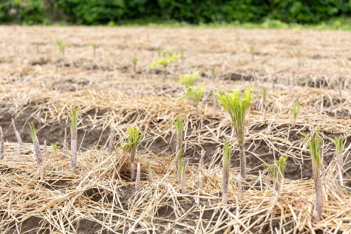 北限の最高品質「生芋こんにゃく」で湯あがりの小腹をヘルシーに満たす～伝統製法を守り続ける本物の味を宮城の温泉リゾートで提供～