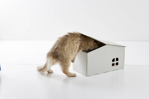 アナタの猫は常に見ている…【究極の猫の隠れ家】発売前先行体験キャンペーンが1月11日からスタート！