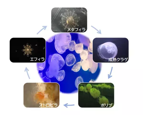 【アクアワールド茨城県大洗水族館】春の訪れ感じる水族館、海の生き物たちとの素敵な出会いが待っている！ アクアワールド・大洗で春休みを満喫しよう♪