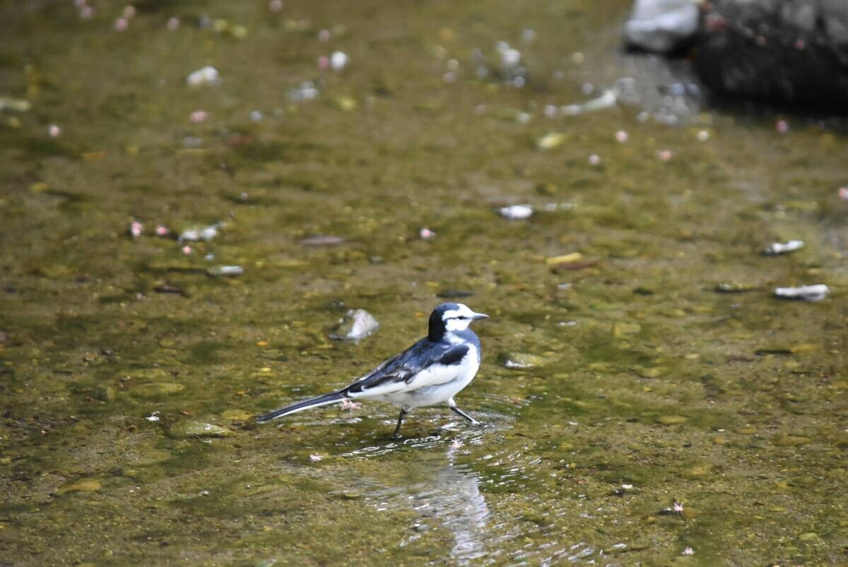 【小石川後楽園】庭さんぽ〜環境DNAからひも解く小石川後楽園の生き物たち〜｜9月21日(土)開催