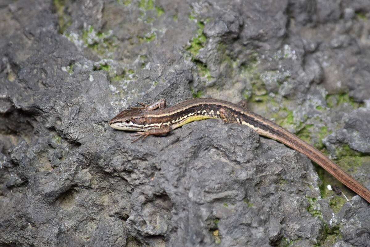 【小石川後楽園】庭さんぽ〜環境DNAからひも解く小石川後楽園の生き物たち〜｜9月21日(土)開催