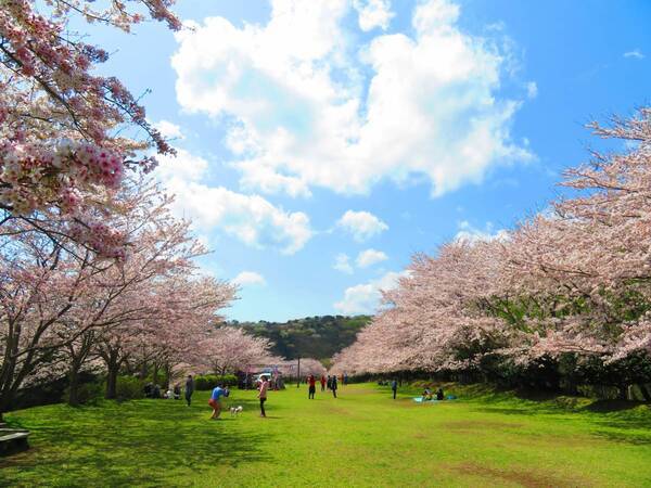 春満開！東伊豆で見られる400mの「桜回廊」で感動体験！