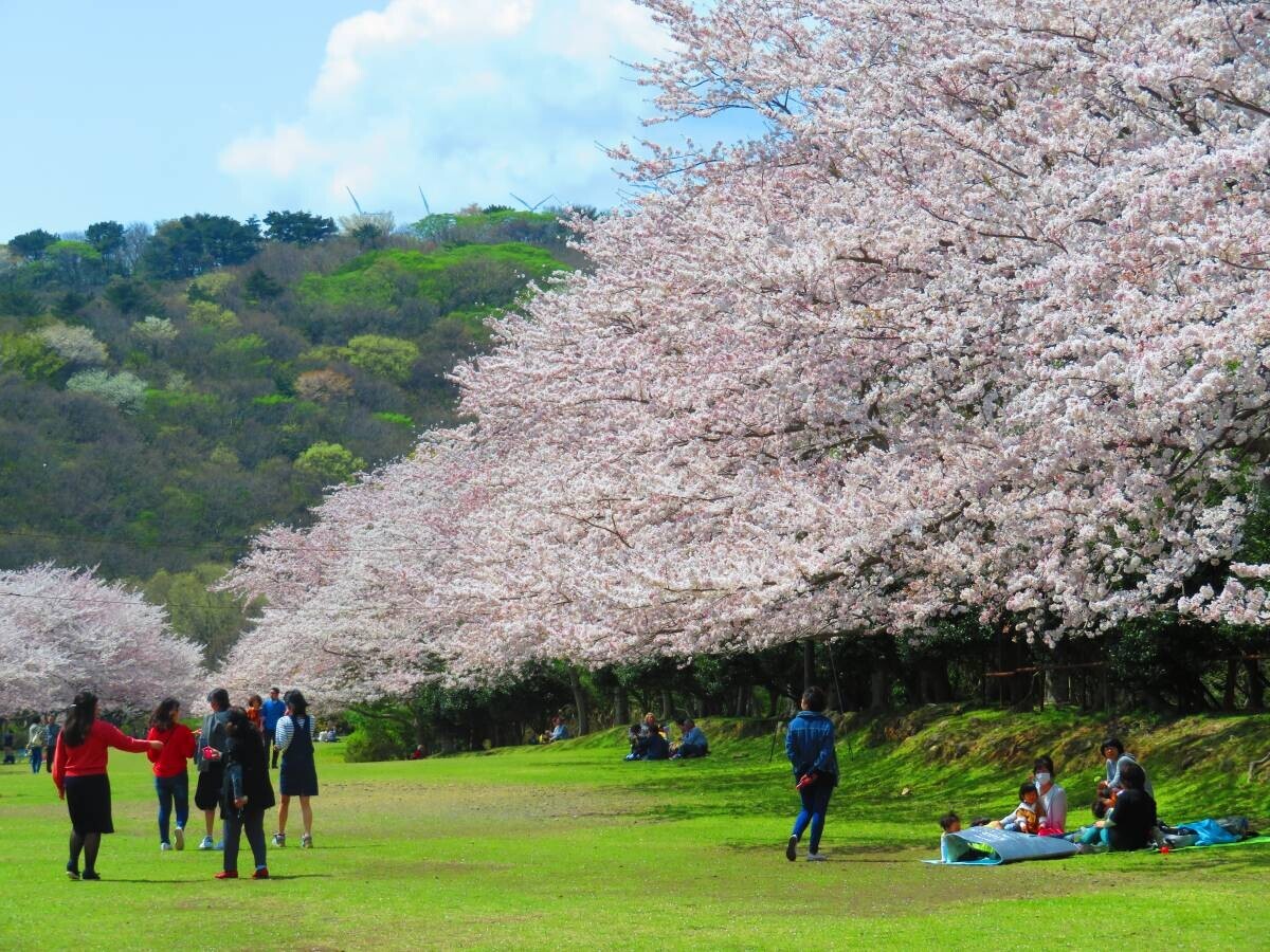 春満開！東伊豆で見られる400mの「桜回廊」で感動体験！