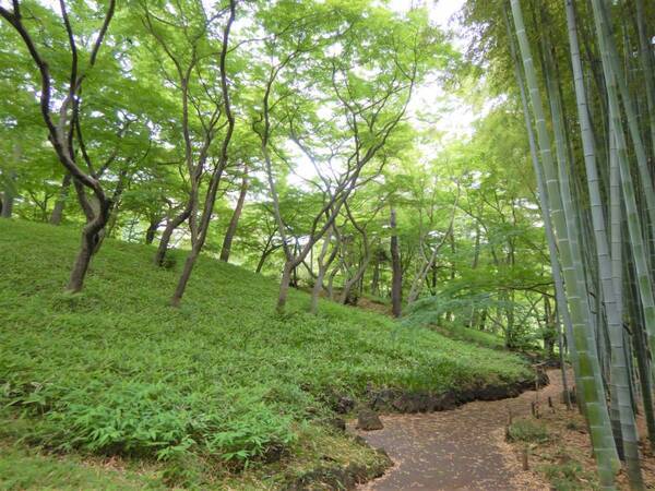 【都立9庭園】5月4日(土・祝) みどりの日は無料開園を実施します！