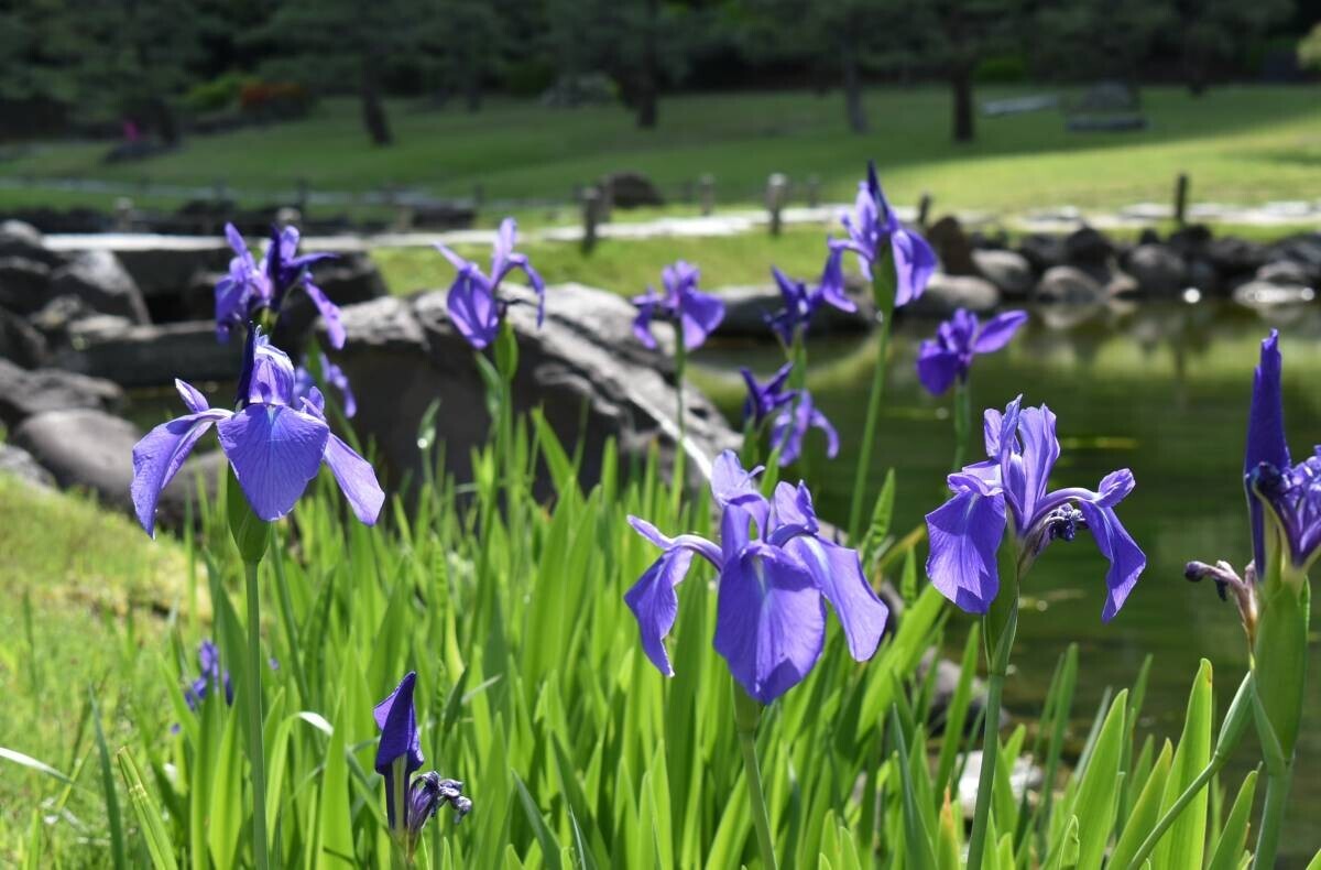 【都立9庭園】5月4日(土・祝) みどりの日は無料開園を実施します！