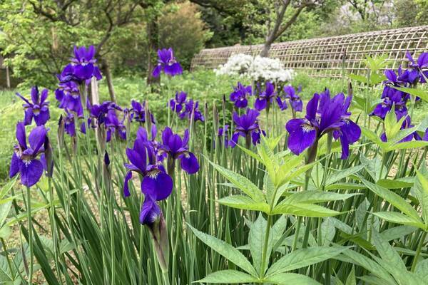 【都立9庭園】5月4日(土・祝) みどりの日は無料開園を実施します！