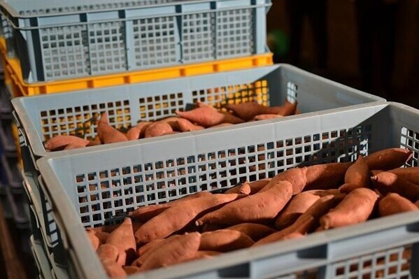 今年も販売！志賀町で生まれ、珠洲市で熟成した「いろは芋」数量限定で販売中