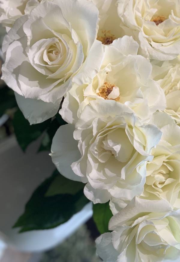 ローズギャラリーの歴史を語るバラ“Vintage Rose”に出逢う期間限定キャンペーン開催　『Une rose à rencontre』ウネ ロザ ランコーント ～ 出逢うべくバラ～