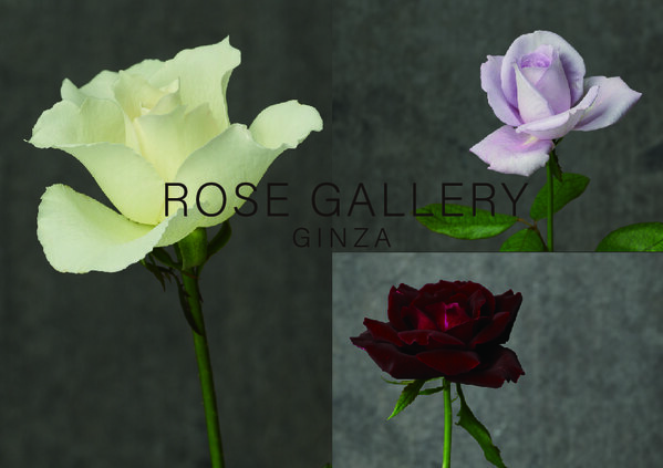 ローズギャラリーの歴史を語るバラ“Vintage Rose”に出逢う期間限定キャンペーン開催　『Une rose à rencontre』ウネ ロザ ランコーント ～ 出逢うべくバラ～