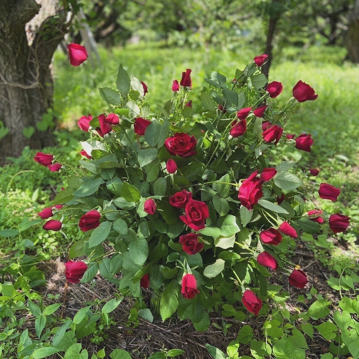 ローズギャラリーの歴史を語るバラ“Vintage Rose”に出逢う期間限定キャンペーン開催　『Une rose à rencontre』ウネ ロザ ランコーント ～ 出逢うべくバラ～