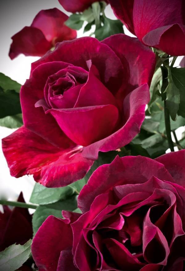 ローズギャラリーの歴史を語るバラ“Vintage Rose”に出逢う期間限定キャンペーン開催　『Une rose à rencontre』ウネ ロザ ランコーント ～ 出逢うべくバラ～