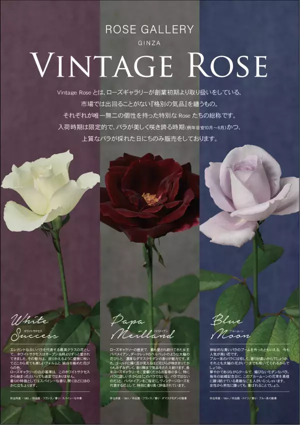 ローズギャラリーの歴史を語るバラ“Vintage Rose”に出逢う期間限定キャンペーン開催　『Une rose à rencontre』ウネ ロザ ランコーント ～ 出逢うべくバラ～