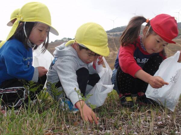 【伊豆の春の訪れ】わらび・ぜんまいなど春の味覚狩りを家族で楽しめる 「稲取細野高原 山菜狩り園」が開催