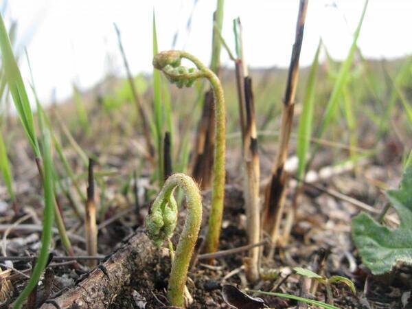 【伊豆の春の訪れ】わらび・ぜんまいなど春の味覚狩りを家族で楽しめる 「稲取細野高原 山菜狩り園」が開催