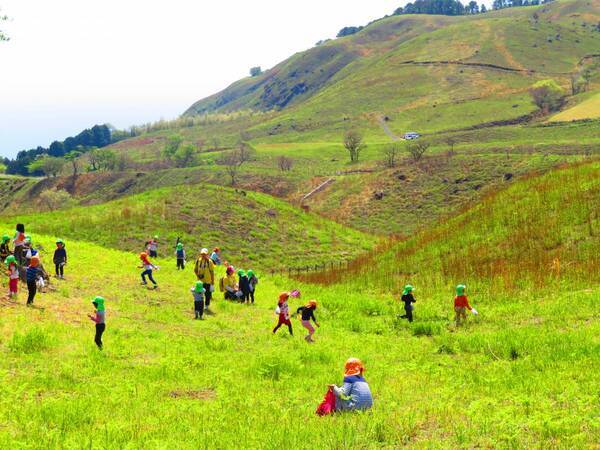 【伊豆の春の訪れ】わらび・ぜんまいなど春の味覚狩りを家族で楽しめる 「稲取細野高原 山菜狩り園」が開催