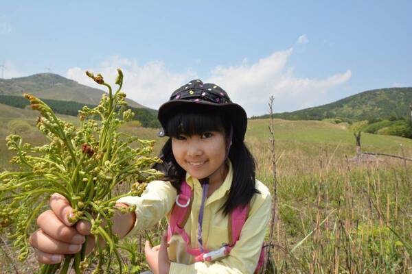 【伊豆の春の訪れ】わらび・ぜんまいなど春の味覚狩りを家族で楽しめる 「稲取細野高原 山菜狩り園」が開催