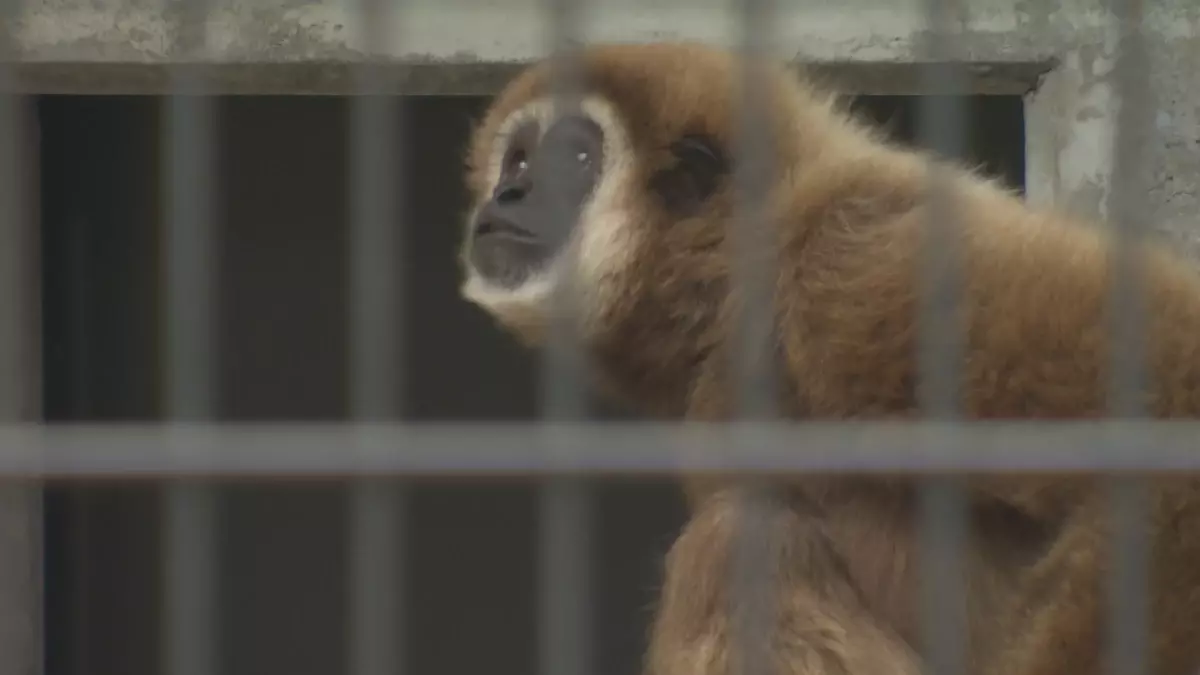 「教えちゃうZOO！～ほのぼの動物園の楽しみ方２～」動物園マスターが伝授！第２弾は福山市立動物園