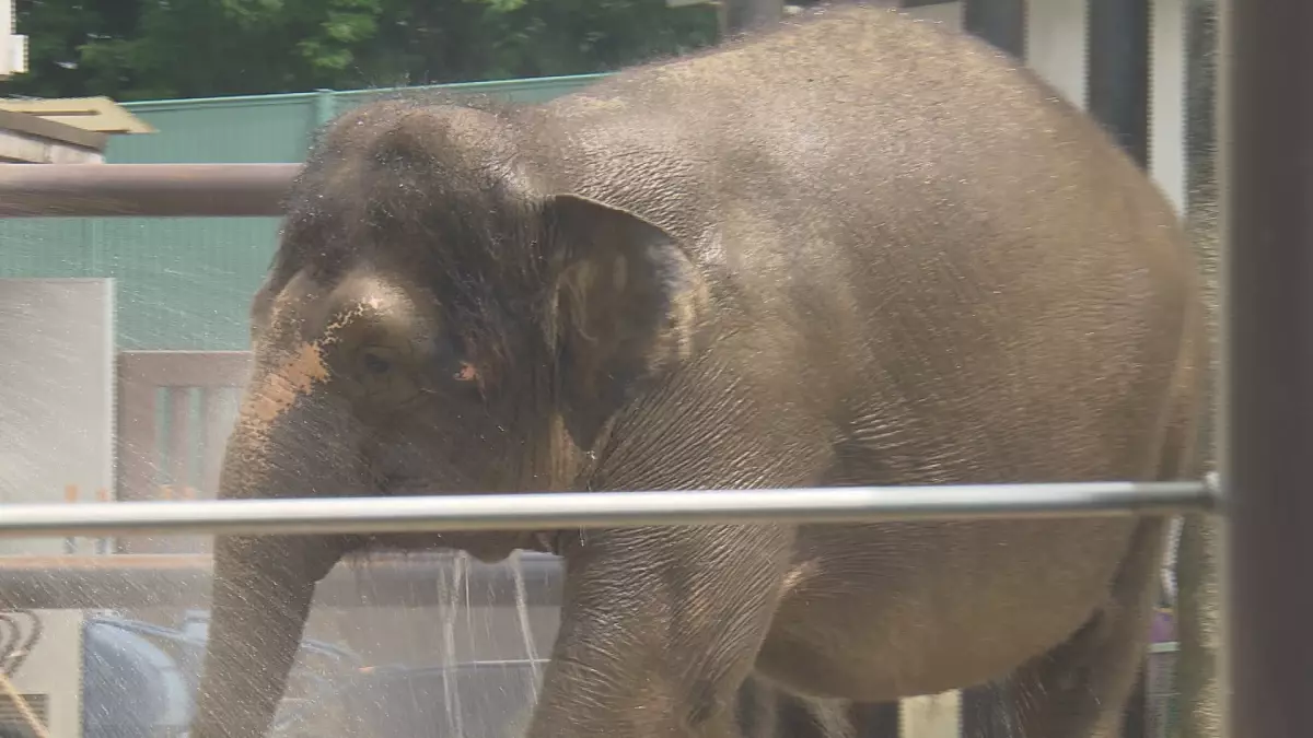 「教えちゃうZOO！～ほのぼの動物園の楽しみ方２～」動物園マスターが伝授！第２弾は福山市立動物園