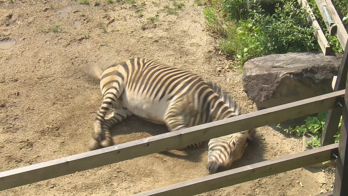 「教えちゃうZOO！～ほのぼの動物園の楽しみ方２～」動物園マスターが伝授！第２弾は福山市立動物園