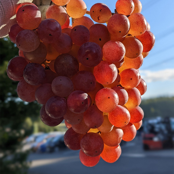 ＼数量限定／希少性の高い長野県産の白ブドウを使用したワイン「長野竜眼　2023」発売！繊細で柔らかな風味の白ワイン【サンクゼール・久世福商店】