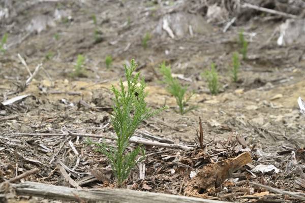 使った分の木を山に還す「苗木を還そうプロジェクト」 宮崎県にスギの再造林費用を寄付
