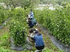 中高生による中高生のための「福島、その先の環境へツアー」開催　SDGs 研究会の代表生徒による特別企画 11 月3 日(日)-4 日(月)に実施